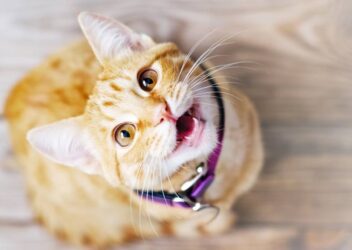 How Long Do You Keep Cats Inside After Moving House?
