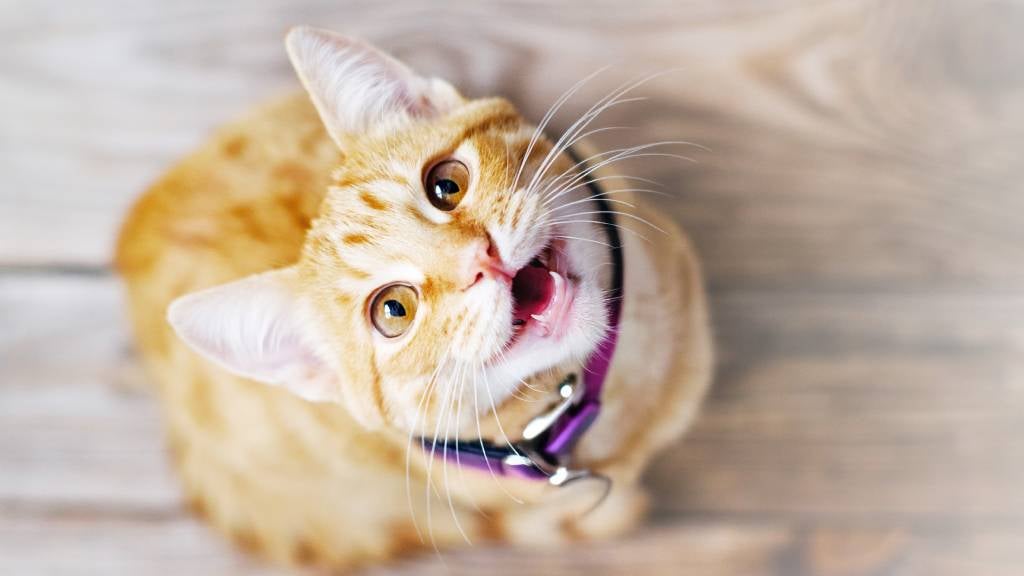 cat keeping inside moving house